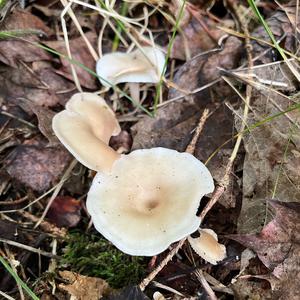 Unknown Species