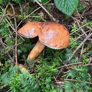 Bay Bolete