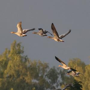Graugans