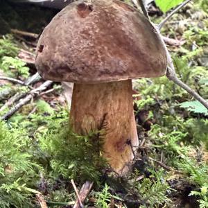 Dotted-stem Bolete