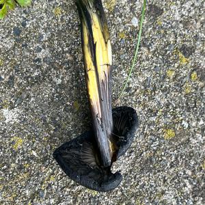 Blackening Wax-cap