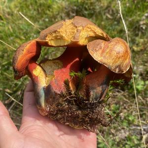 Flockenstieliger Hexenröhrling
