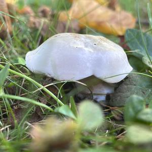 Sweetbread Mushroom