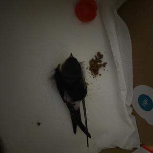 Unknown Species
