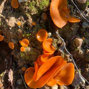 Gemeiner Orangebecherling
