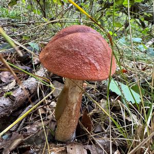 Red-capped Scaber Stalk