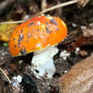 Fly Agaric