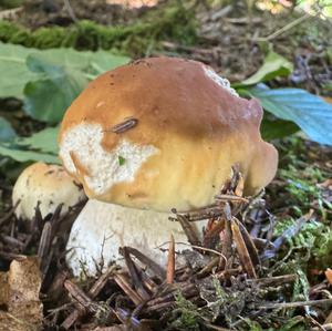 King Bolete