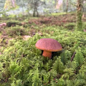 Dotted-stem Bolete