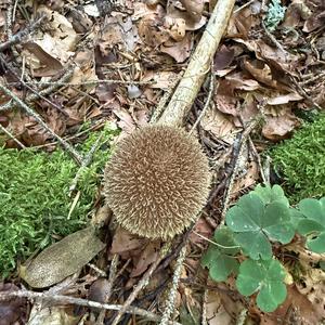 Unknown Species