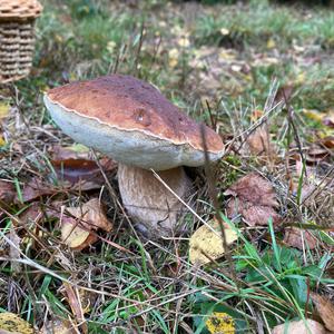 Steinpilz