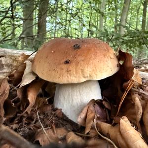 King Bolete