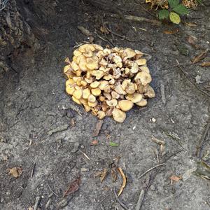 Unknown Species