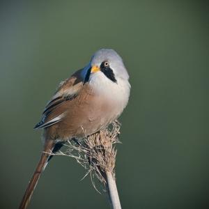 Bearded Parrotbill