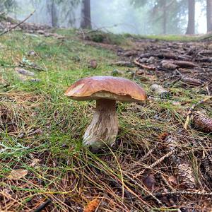 Steinpilz