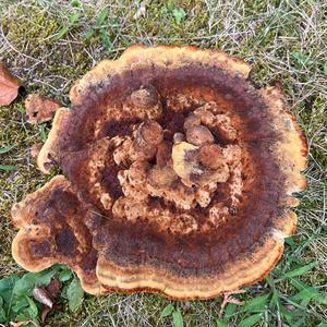 Unknown Species