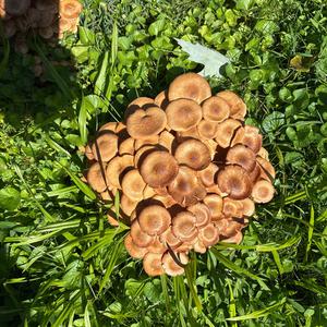 Unknown Species