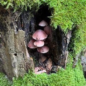 Unknown Species