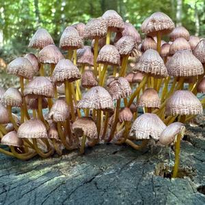 Unknown Species