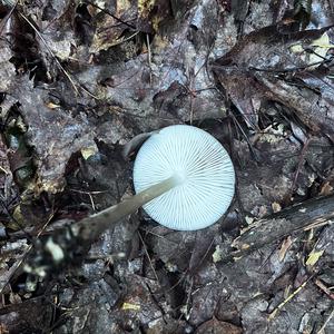 Unknown Species