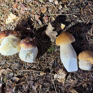 Unknown Species