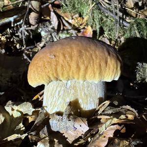 Steinpilz