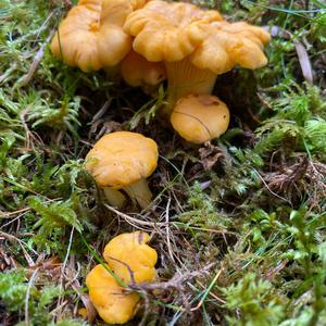 Chanterelle, Common