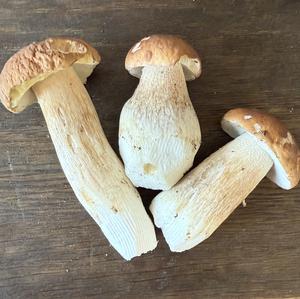Unknown Species