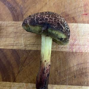 Unknown Species