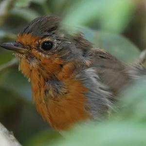 Rotkehlchen