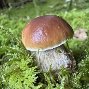 King Bolete