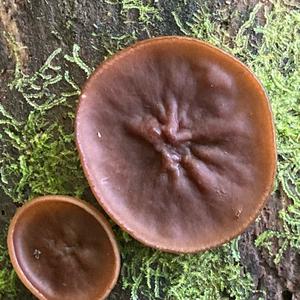 Anemonenbecherling