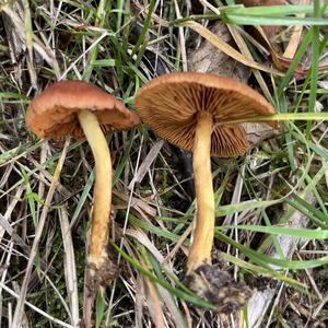 Unknown Species