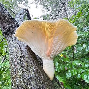 Unknown Species