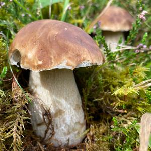 King Bolete