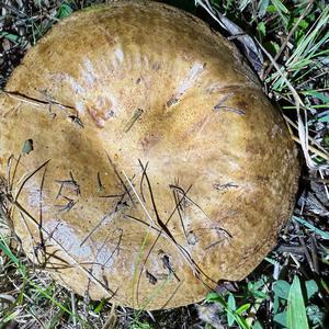 Unknown Species