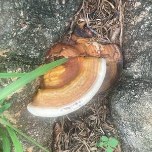 Unknown Species