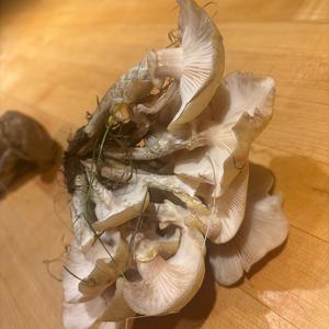 Unknown Species