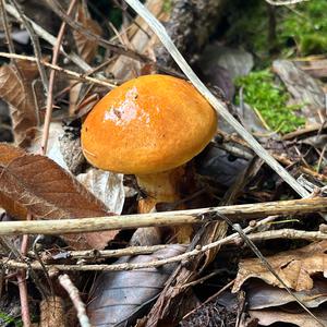 Larch Suillus