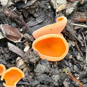 Gemeiner Orangebecherling