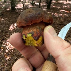 Dotted-stem Bolete