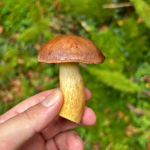 Bay Bolete