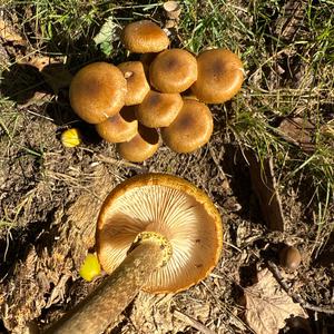 Unknown Species