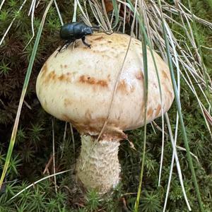 Unknown Species