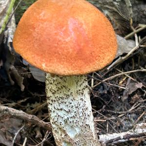 Orange Birch Bolete