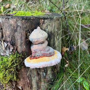 Unknown Species