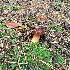 Bay Bolete