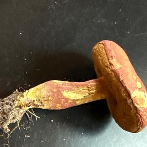 Unknown Species