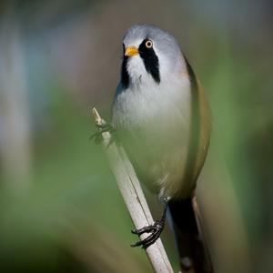 Bearded Parrotbill