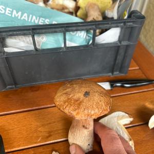 Unbekannte Art